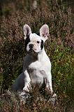 BOULEDOGUE FRANCAIS 821